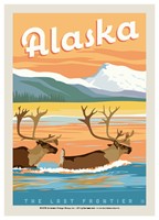 Alaska Swimming Caribou Postcard