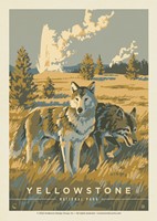 Yellowstone NP Wandering Wolves Postcard