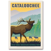 Great Smoky Cataloochee Elk Postcard