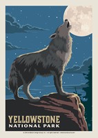 Yellowstone Howling Wolf Postcard