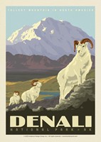 Denali NP Dall Sheep Postcard