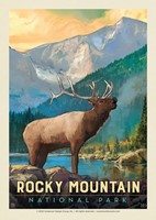 RMNP Bull Elk Postcard