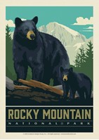 Wildlife Black Bears RMNP Postcard