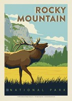 Rocky Mountain NP Bugling Elk Postcard