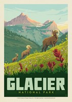 Glacier NP Bighorn Sheep Postcard