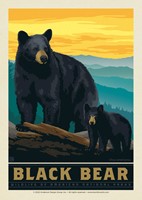 National Parks Wildlife Black Bear Postcard