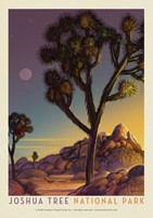 Joshua Tree NP Into the Evening Postcard