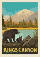 Kings Canyon NP Bears Postcard